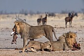 Male lions competing over Springbok carcass