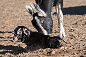 Toggenburg nanny goat cleaning her newborn kid