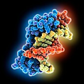 Fetal haemoglobin DNA complex, molecular model