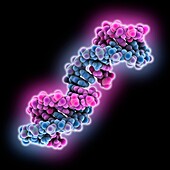 Interstrand DNA crosslink, illustration