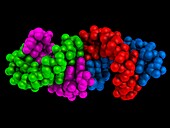 Racemic compound of RNA duplexes, illustration