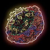 Rhinovirus 14 capsid, molecular model