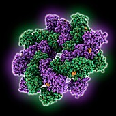 Human SARM1 complexed with inhibitor dHNN, molecular model