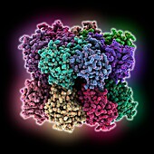 Human proteasome alpha 7 subunit, molecular model