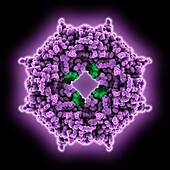 Ebola virus octameric ring, molecular model