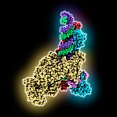 SARS-CoV-2 backtracked complex, molecular model