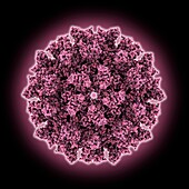 Rous sarcoma virus capsid, molecular model