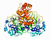 SARS-CoV-2 protease with inhibitor, molecular model