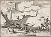 Beached whale, 17th century illustration