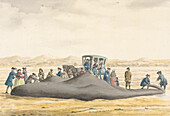 Sperm whale on a beach, 18th century illustration