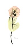 Abutilon flower, X-ray