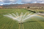 Irrigation of alfalfa field in Greece.