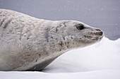 Crabeater seal