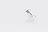 Gentoo penguin in a snowstorm