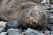 Sleeping Antarctic fur seal