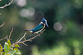 Amazon kingfisher perched on a branch