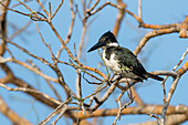 Amazon kingfisher