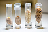 Asian giant hornet larvae and pupa in specimen tubes