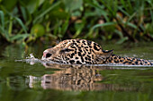 Jaguar swimming in the river