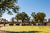 Herd of African elephants at a water hole