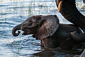 Elephant calf drinking water