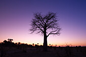 Baobab tree at twilight