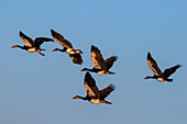 Flock of spur-winged geese in flight