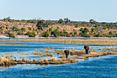 African elephants crossing the Chobe River, Botswana
