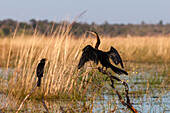 Reed cormorant and an African darter