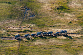 Herd of African elephants, aerial photograph