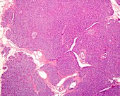 Pancreas, light micrograph
