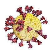 Covid-19 coronavirus, illustration