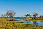 Khwai River, Botswana