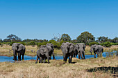 Herd of African elephants drinking and resting