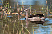 Knob-billed duck swimming