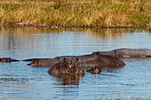 A group of hippopotamuses in a pond