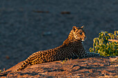 Leopard resting at sunset