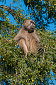 Chacma baboon sitting in a tree top