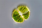 Cosmarium sportella green algae, light micrograph