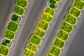 Desmidium coarctatum green algae, light micrograph