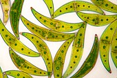 Closterium sp. green algae, light micrograph
