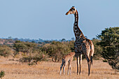 Southern giraffe nursing her newborn