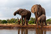 Herd of African elephants drinking