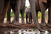 African elephant's trunk