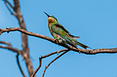 Little bee-eater perching on a tree branch