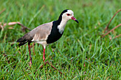 Long-toed lapwing walking and hunting in tall grass