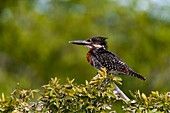 Giant kingfisher perching in a bush