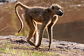 Chacma baboon running