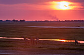 Herd of southern giraffes walking along a river at sunset