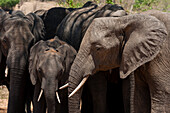 African elephant calf protected by the females of a herd